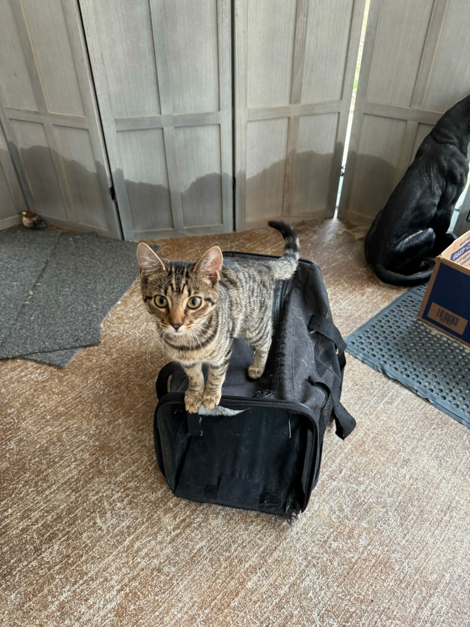 ANASTASIA - Domestic Short Hair / Tabby available for adoption