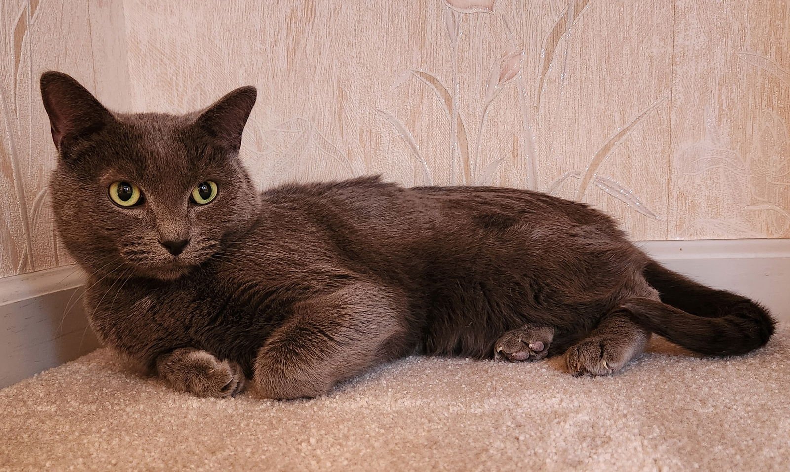 STORMY ADULT MALE - Russian Blue available for adoption