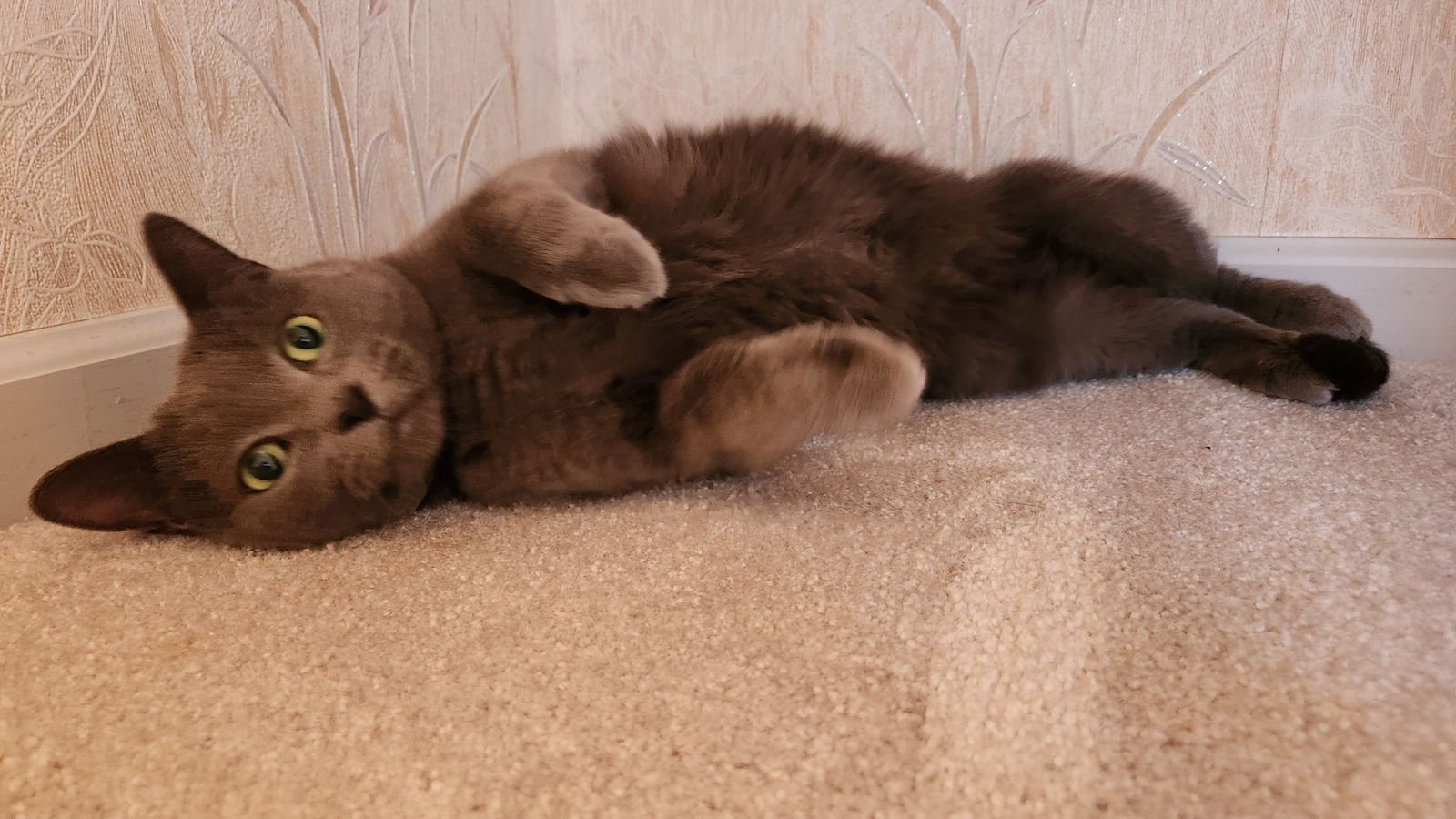 STORMY ADULT MALE - Russian Blue available for adoption