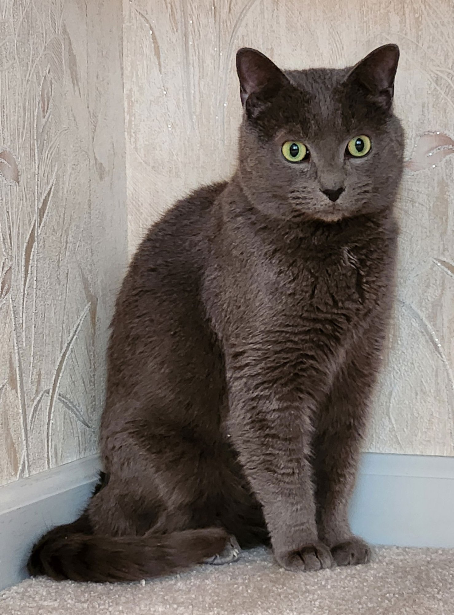 Stormy ADULT MALE - Photo 3