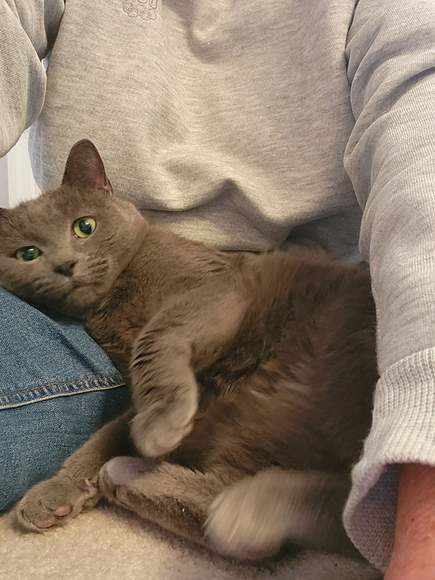 Stormy ADULT MALE - Photo 4