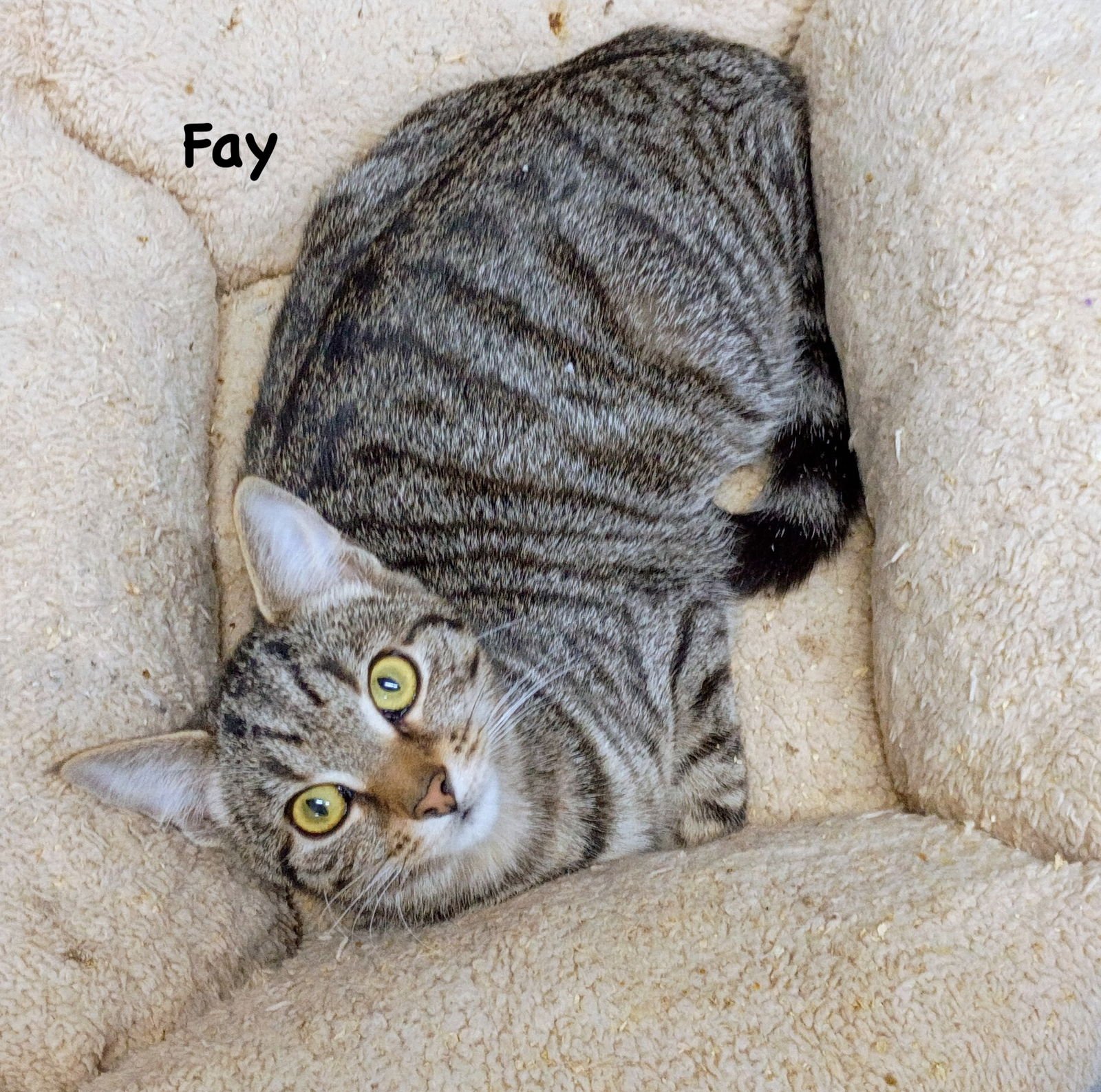 FAY - Domestic Short Hair / Tabby available for adoption