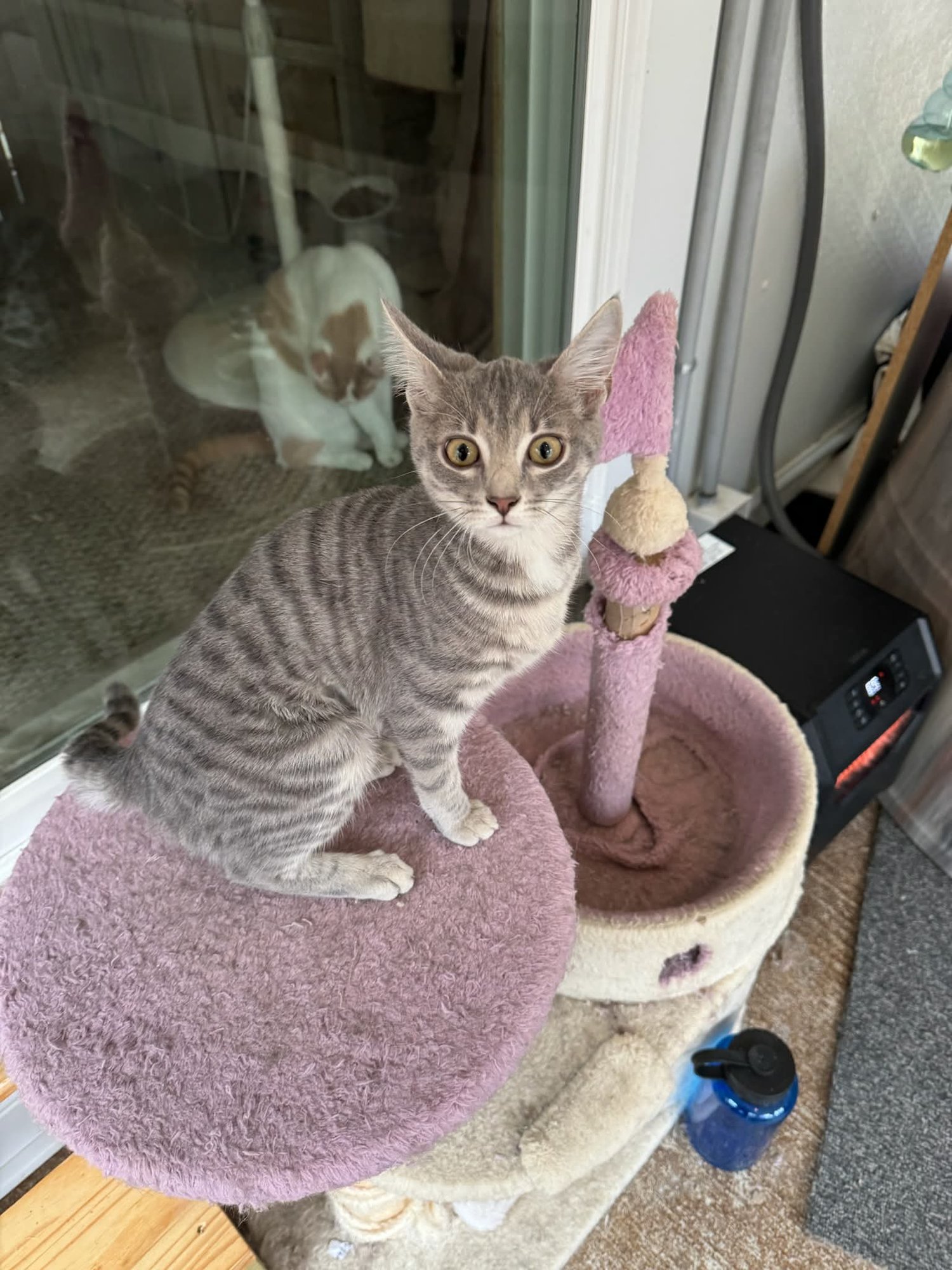 ANGELICA - Domestic Short Hair / Tabby available for adoption