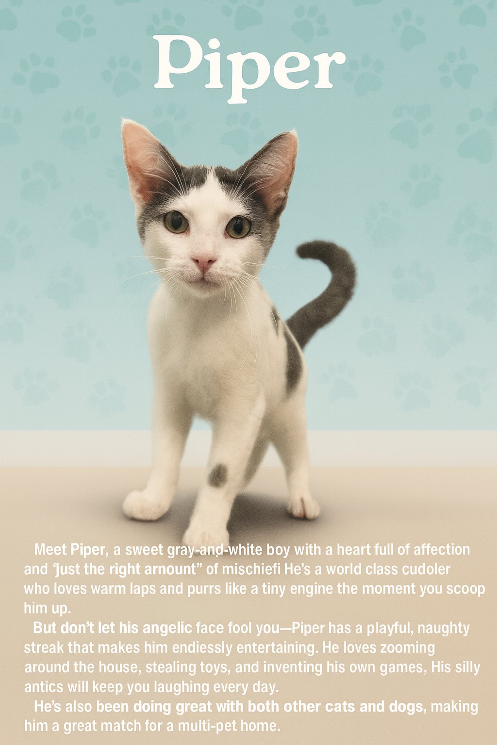 PIPER - Domestic Short Hair available for adoption