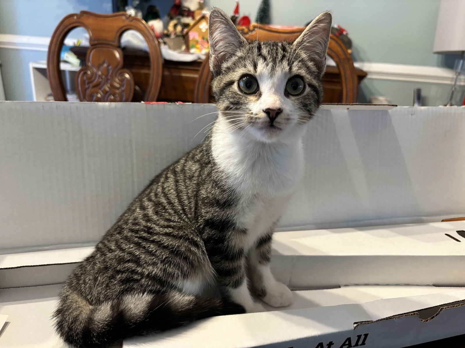 PAW PAW - Domestic Short Hair available for adoption