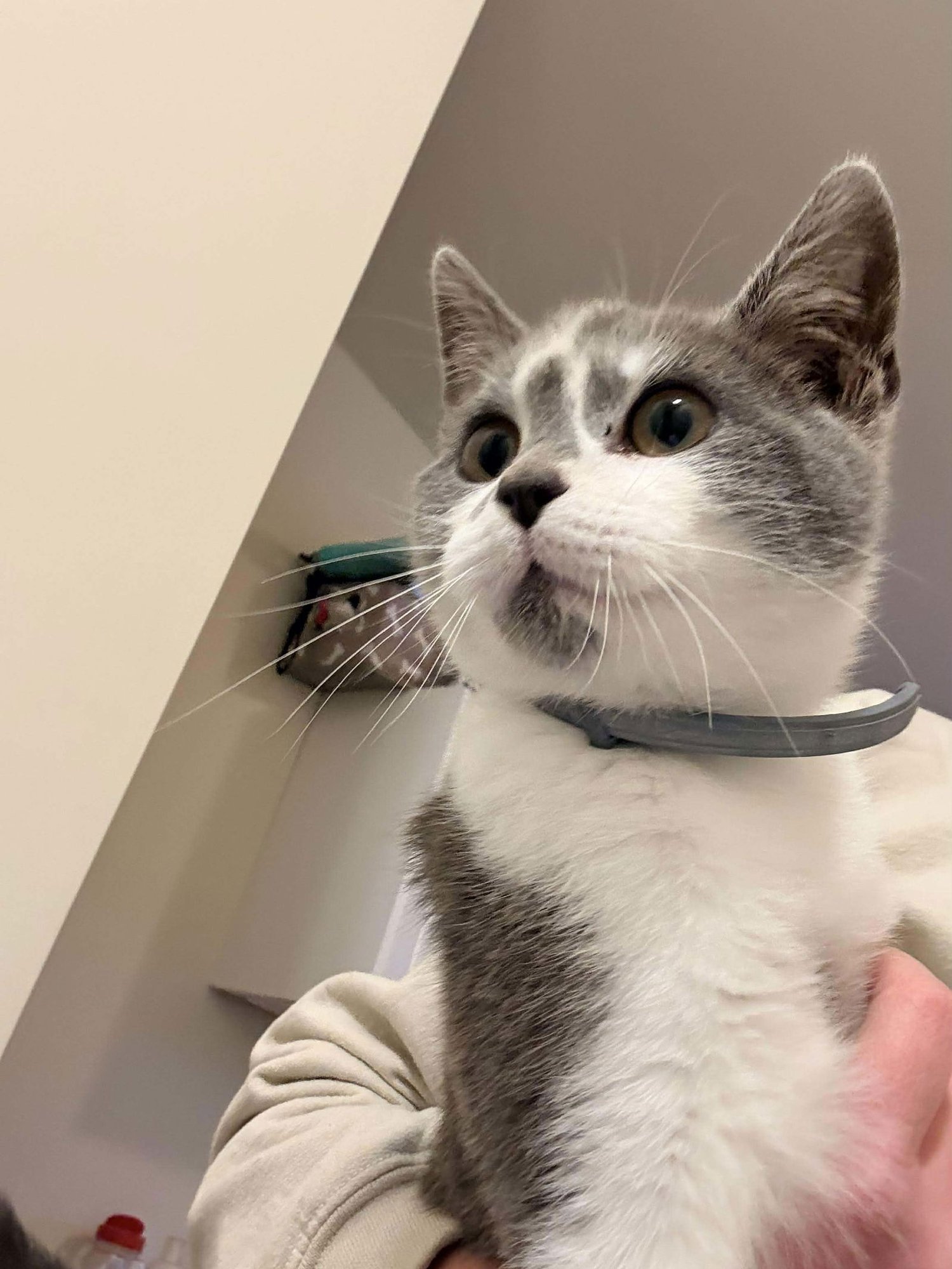 MABLE - Domestic Short Hair available for adoption