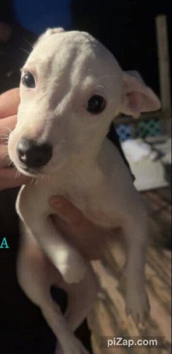 MARA (GA) - Chihuahua available for adoption