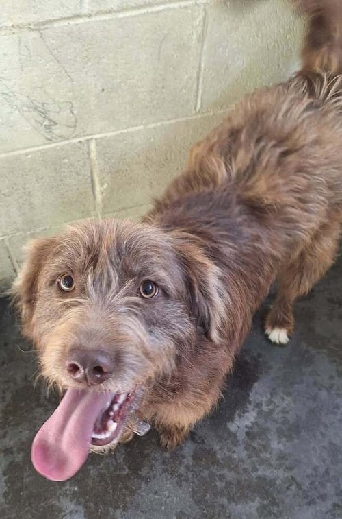 DUKE (SC) - German Wirehaired Pointer available for adoption
