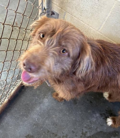 DUKE (SC) - German Wirehaired Pointer available for adoption