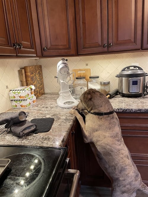 REY (TX) - Labrador Retriever / Plott Hound available for adoption