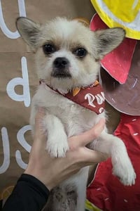Oliver (AL) - Photo 3