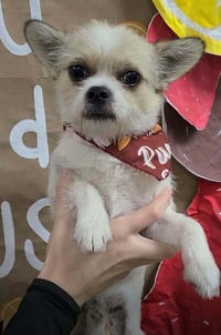 Oliver (AL) - Photo 4