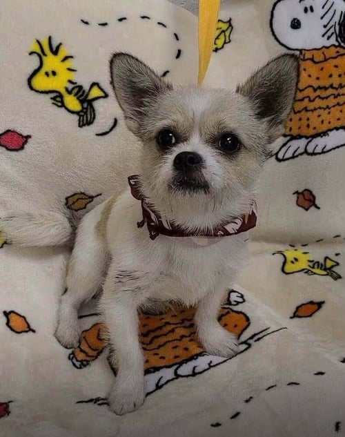 OLIVER (AL) - Shih Tzu / Chihuahua available for adoption