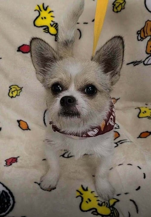 OLIVER (AL) - Shih Tzu / Chihuahua available for adoption