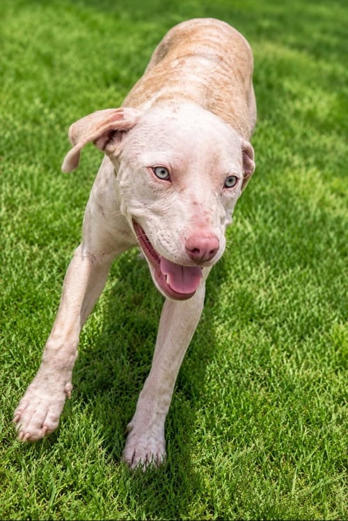 BUDDY (TX) - American Pit Bull Terrier available for adoption