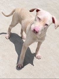 Buddy (TX) - Photo 4