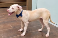 Buddy (TX) - Photo 3