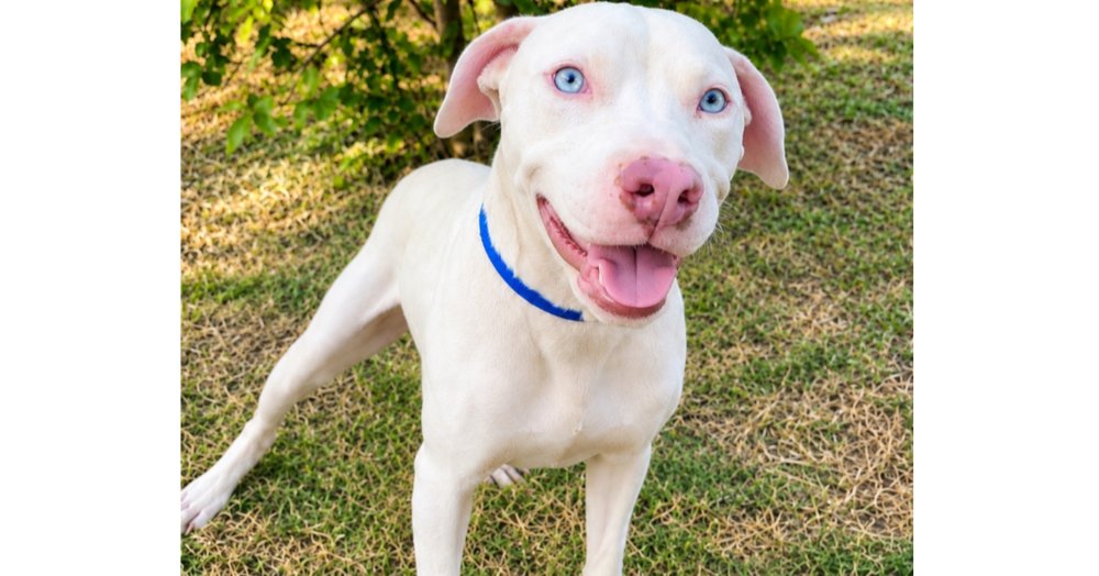 Buddy (TX) Image