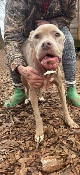 PRISCILLA (GA) A/K/A PRISSY - Pit Bull Terrier available for adoption