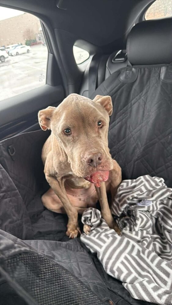 Priscilla (GA) a/k/a Prissy - Photo 3