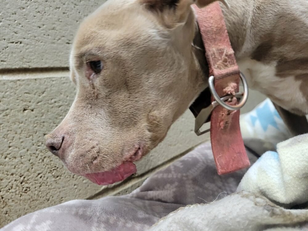 Priscilla (GA) a/k/a Prissy - Photo 4