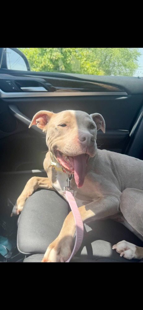 PRISCILLA (GA) A/K/A PRISSY - Pit Bull Terrier available for adoption