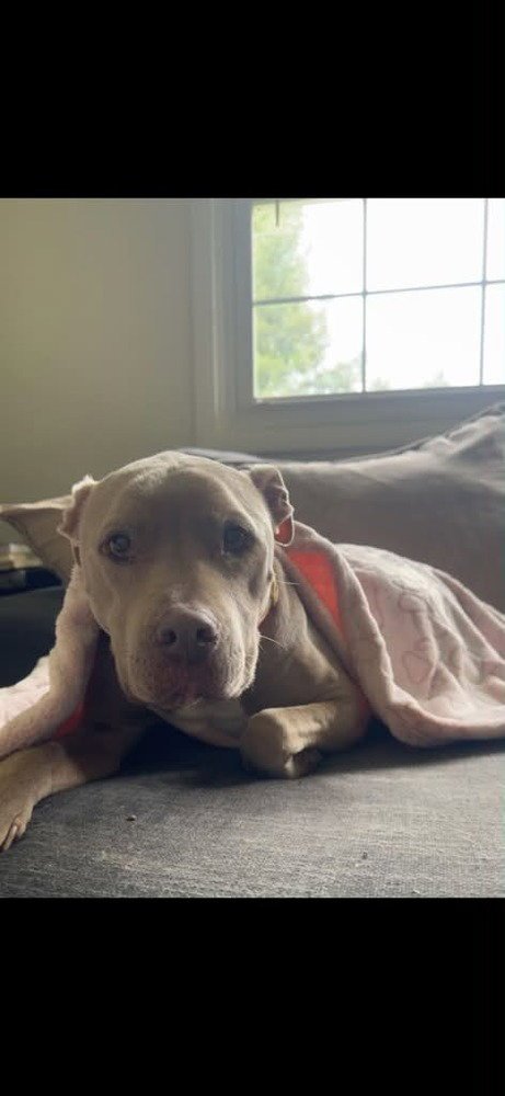 PRISCILLA (GA) A/K/A PRISSY - Pit Bull Terrier available for adoption