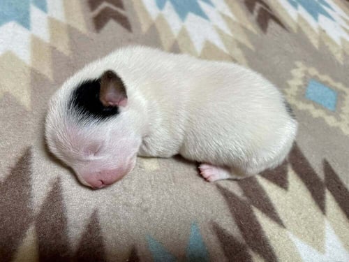 SCOUT (GA) - Chihuahua available for adoption