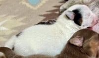 Scout (GA) - Photo 2
