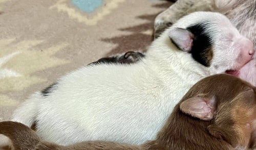 SCOUT (GA) - Chihuahua available for adoption