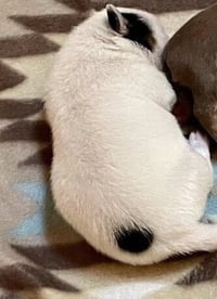 Scout (GA) - Photo 3