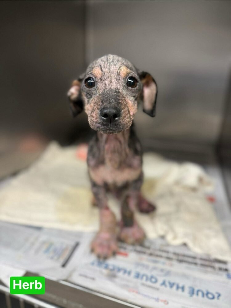 HERB (TX) - Terrier available for adoption