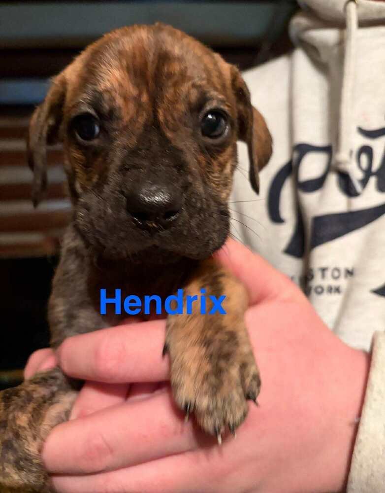 HENDRIX (AL) - Labrador Retriever / Boxer available for adoption