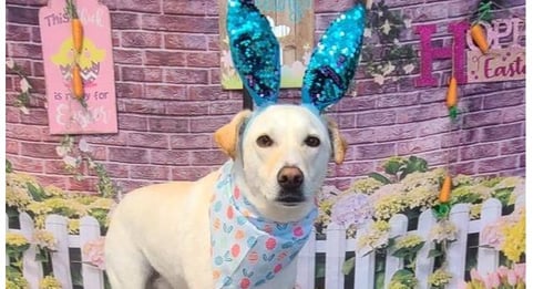 GEORGE (TX) - Labrador Retriever available for adoption