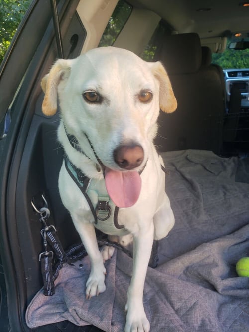 GEORGE (TX) - Labrador Retriever available for adoption
