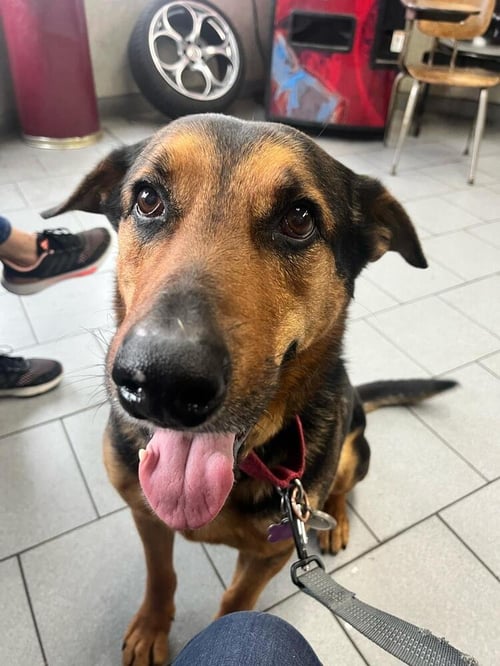 CYRUS (TX) - Shepherd available for adoption