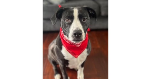 CYLE (TX) - Terrier available for adoption