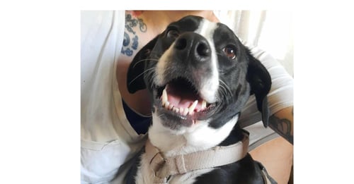CYLE (TX) - Terrier available for adoption