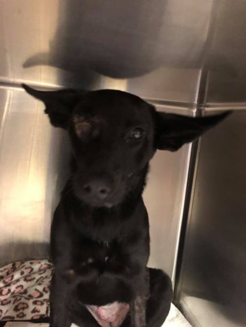 LEELA - Shepherd available for adoption
