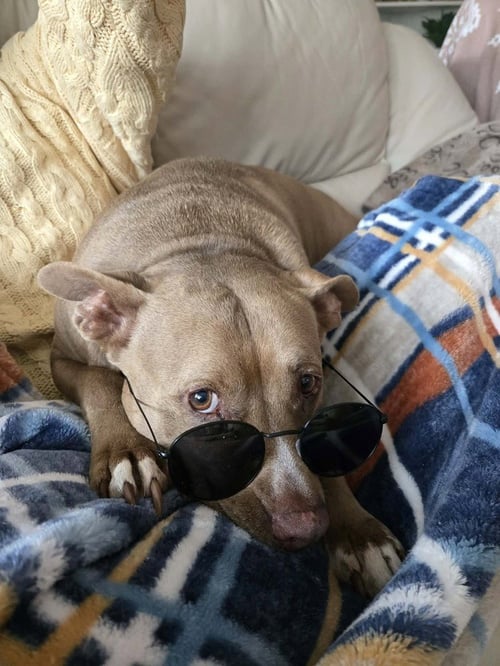 MINDY (TN) - Pit Bull Terrier available for adoption