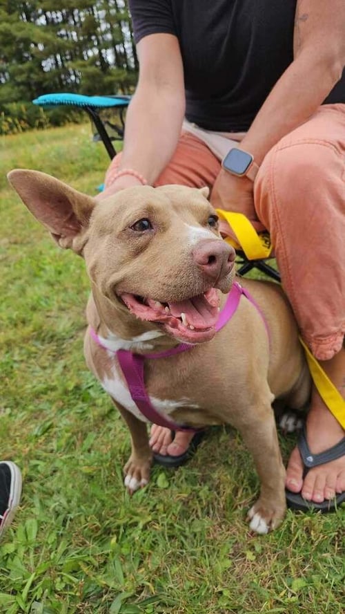MINDY (TN) - Pit Bull Terrier available for adoption