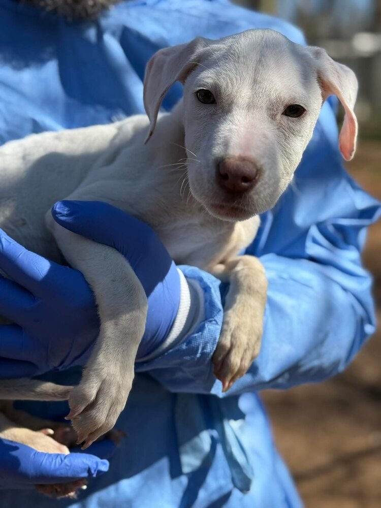 ELSIE (GA) - Pit Bull Terrier / Labrador Retriever for adoption in New York