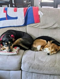 Kiwi (GA) - Photo 4