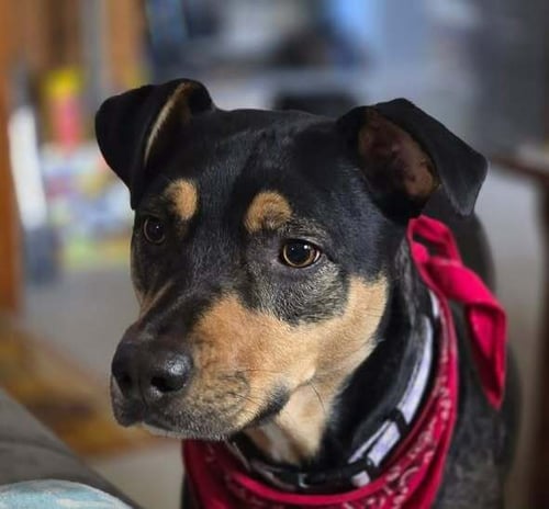 KIWI (GA) - Hound available for adoption