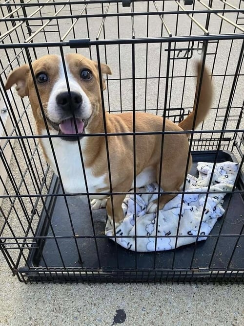 RYDER (AL) - Dachshund / Beagle available for adoption