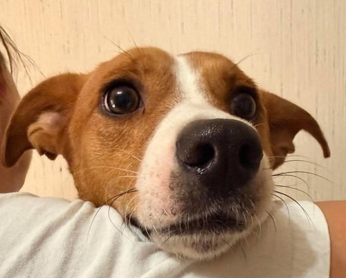 RYDER (AL) - Dachshund / Beagle available for adoption