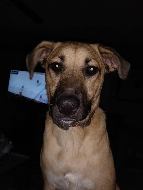 TALBOT (AL) - Labrador Retriever available for adoption