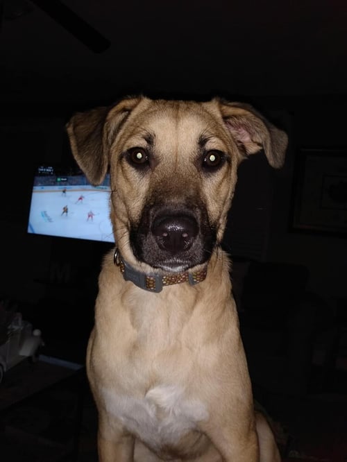 TALBOT (AL) - Labrador Retriever available for adoption