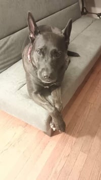 Mollie (AL) - Photo 2