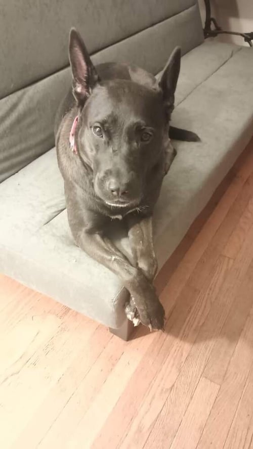 MOLLIE (AL) - German Shepherd Dog / Pit Bull Terrier available for adoption